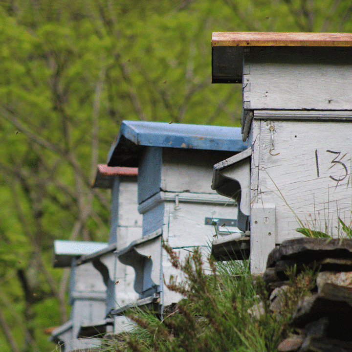 Photo Ruche3 Photo Ruche3