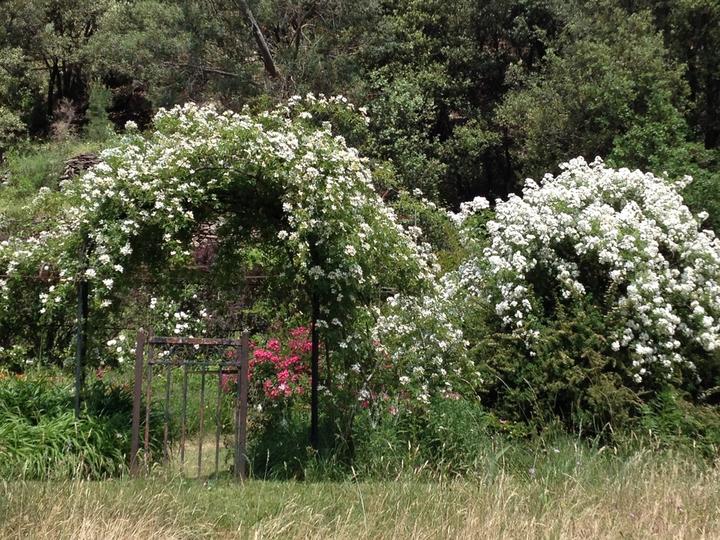 Roseraie de Berty (Largentière - Ardèche - France) Roseraie de Berty (Largentière - Ardèche - France)