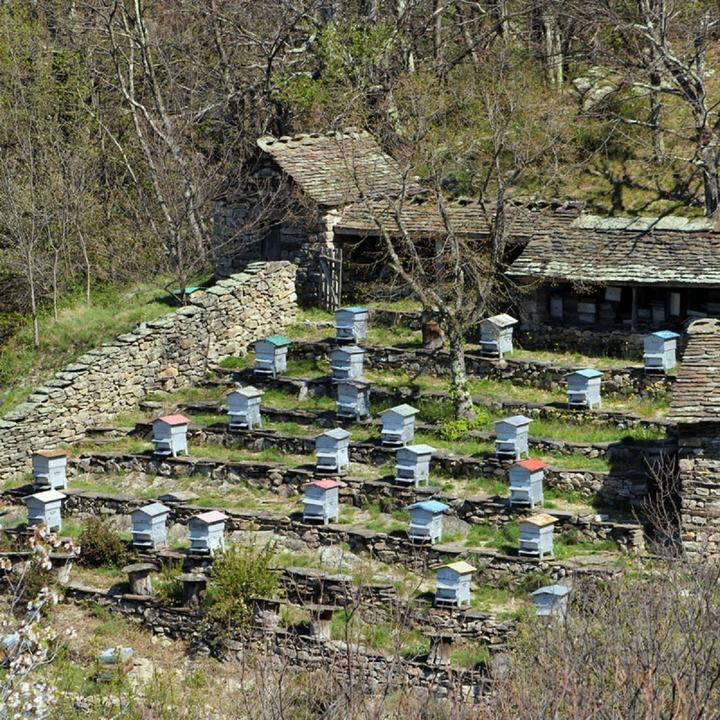 Photo Ruche6 Photo Ruche6