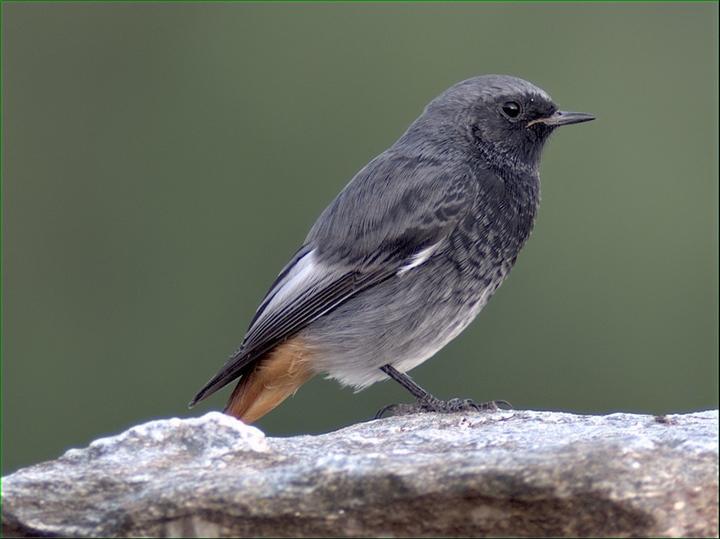 Rouge queue au Côquou