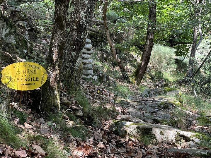 Barnas - Balade au sentier botanique - chêne sessile ©sourcesetvolcans Barnas - Balade au sentier botanique - chêne sessile ©sourcesetvolcans