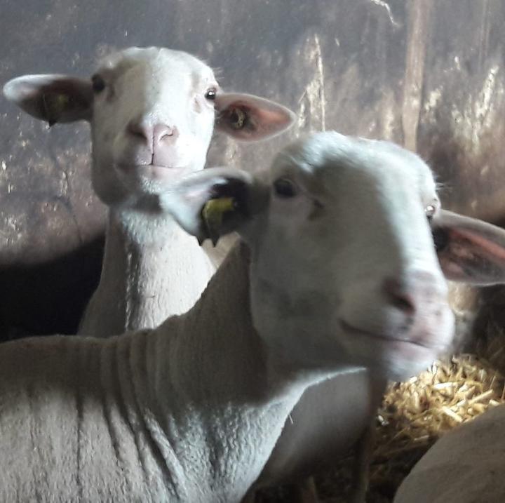 La Bergerie de l'Adreyt