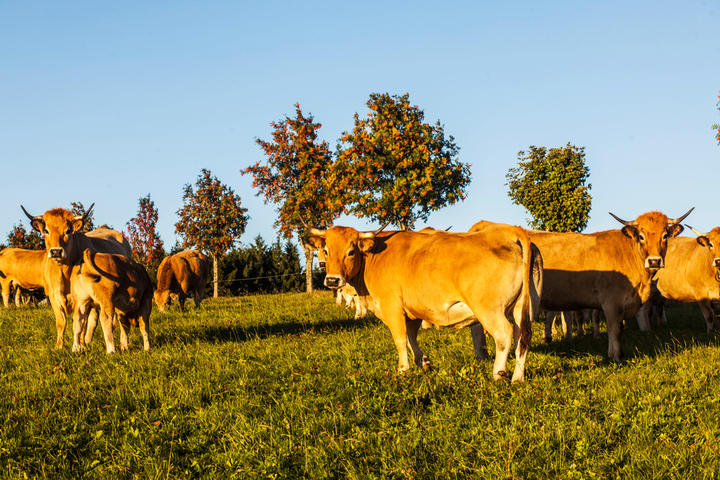 GAEC de l'alambre GAEC_De_l'Alambre