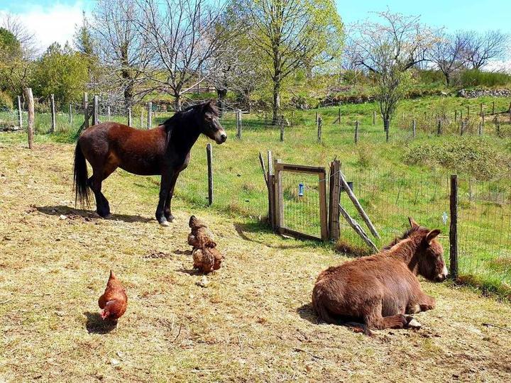 Les animaux de la ferme