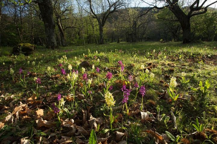 Montpezat-sous-Bauzon - Dactylorhiza sambucina (Orchis sureau) ©S.BUGNON Montpezat-sous-Bauzon - Dactylorhiza sambucina (Orchis sureau) ©S.BUGNON