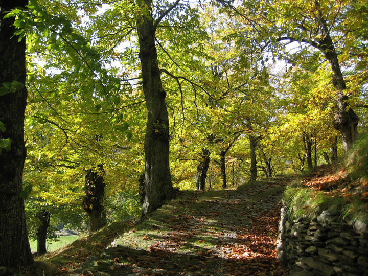 Chataigneraie Laval d'Aurelle