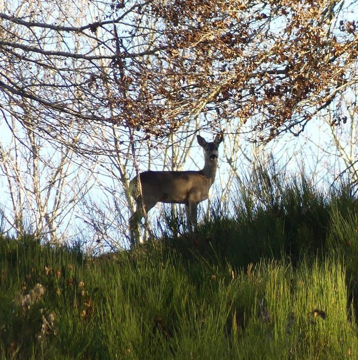 Un chevreuil curieux ©S.MICHAUD Un chevreuil curieux ©S.MICHAUD