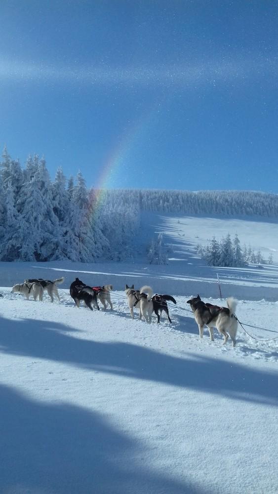 act_animnature_chienstraineau_lesestables