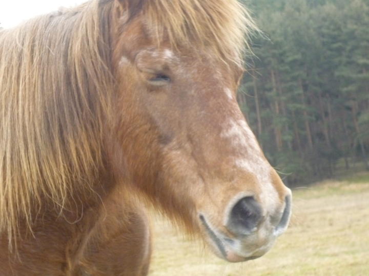 Cheval de trait Cheval de trait