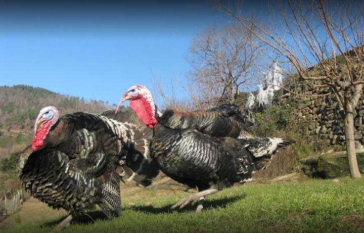 @GAEC Aux Bonnes Volailles