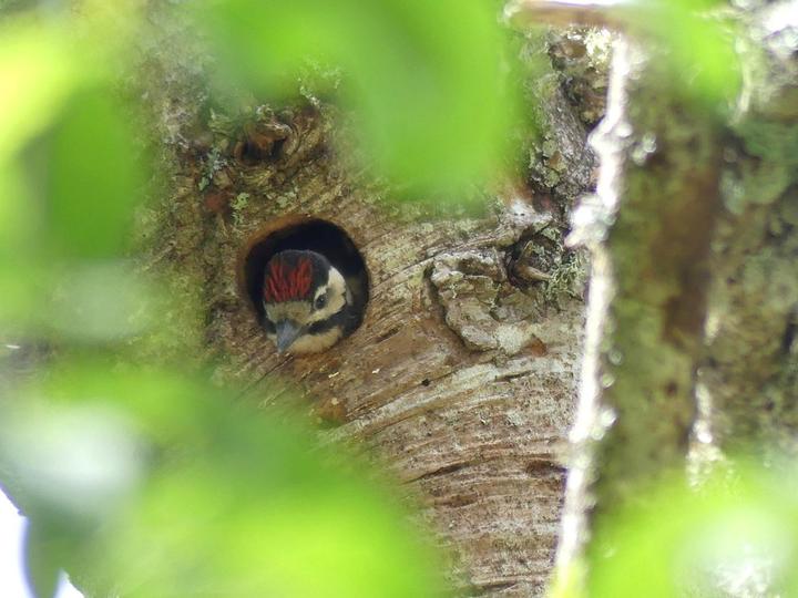 Pic épeichette juvénile  ©S.MICHAUD Pic épeichette juvénile  ©S.MICHAUD