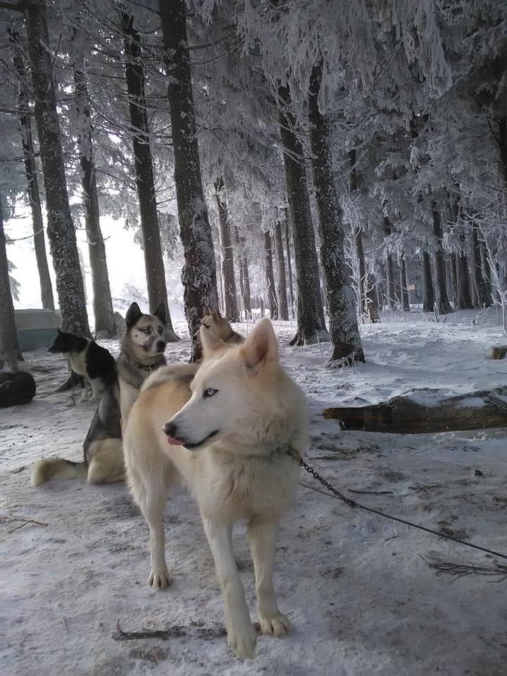 act_animnature_chienstraineau_lesestables