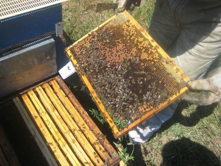 Ruchers_du_Mézenc Ruchers du Mézenc