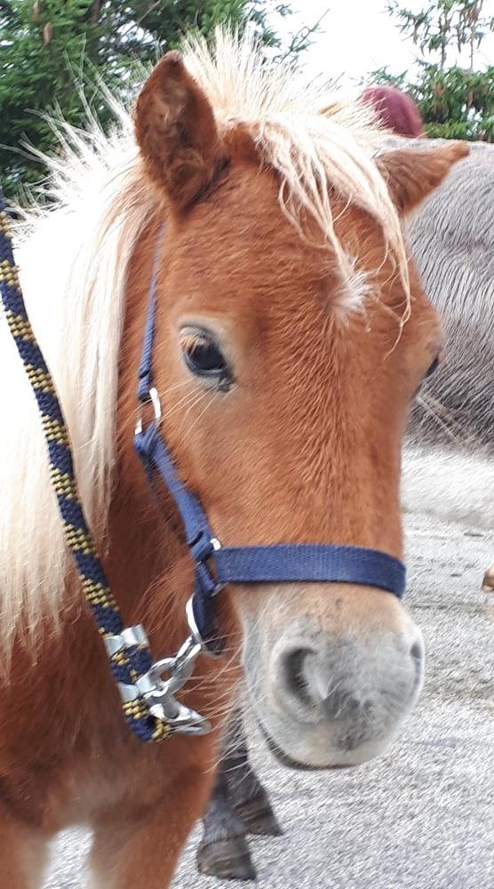 Concours des chevaux