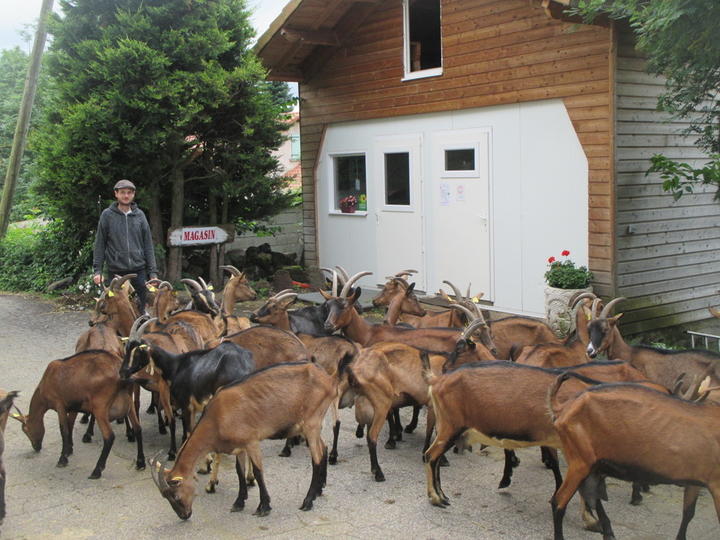 Chèvres devant le magasin