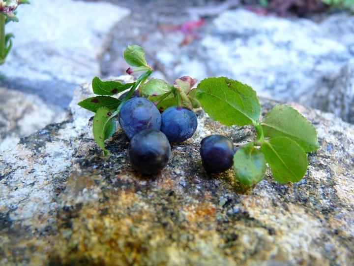 St pierre de colombier - Ferme des plaisirs simples ©s.nahas St pierre de colombier - Ferme des plaisirs simples ©s.nahas