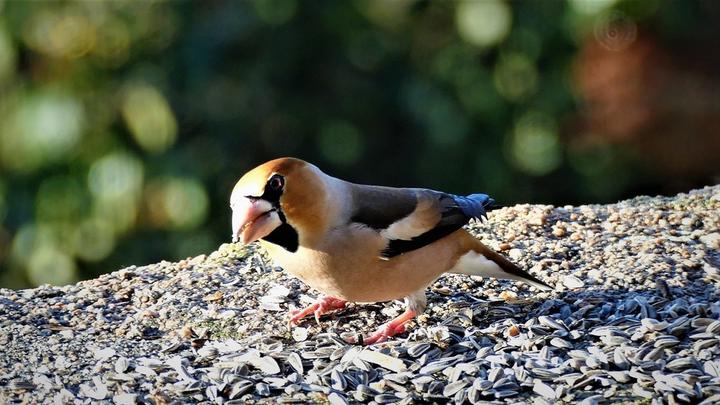 Gros Bec Casse Noix au Côquou