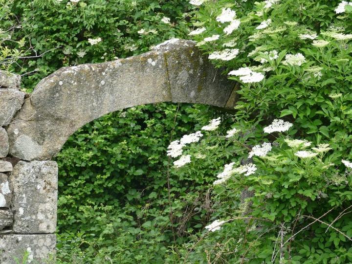 Ancien portail dans un sureau