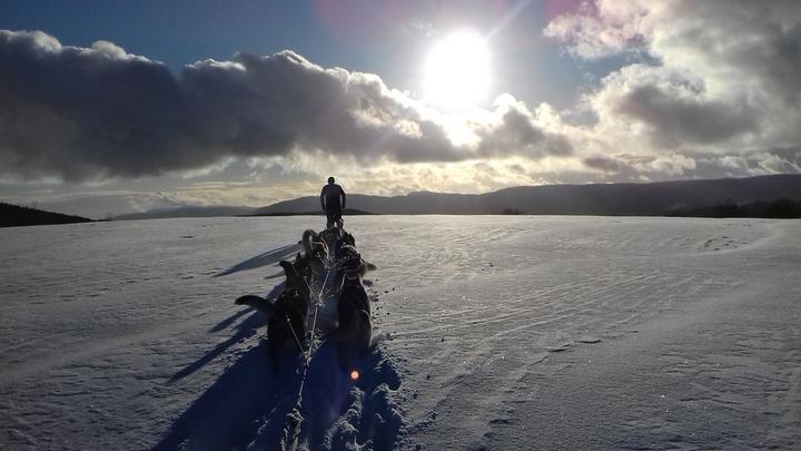 act_animnature_chienstraineau_lesestables