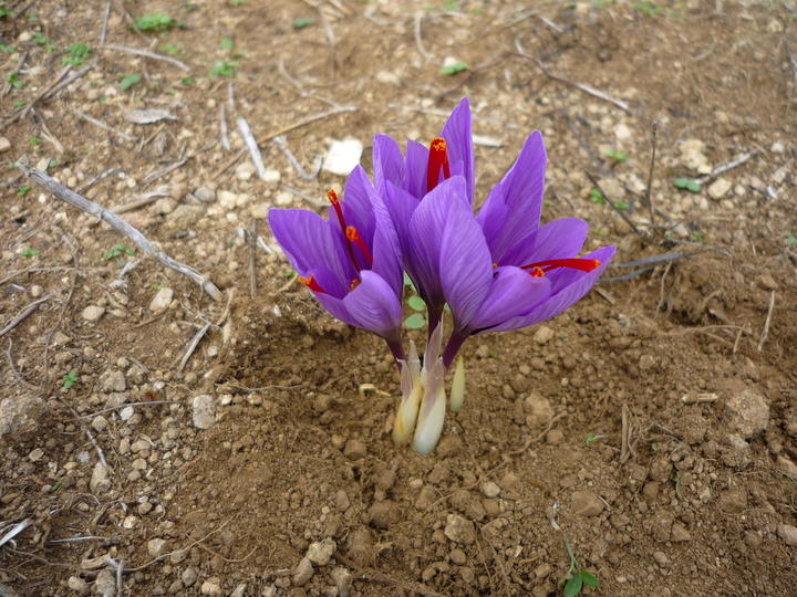 Safran en fleurs à l'automne