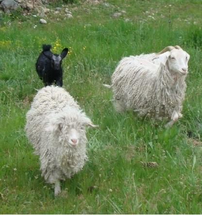 Gîte Carpe Diem à Blaunac (Joannas, Ardèche) Gîte Carpe Diem à Blaunac (Joannas, Ardèche)