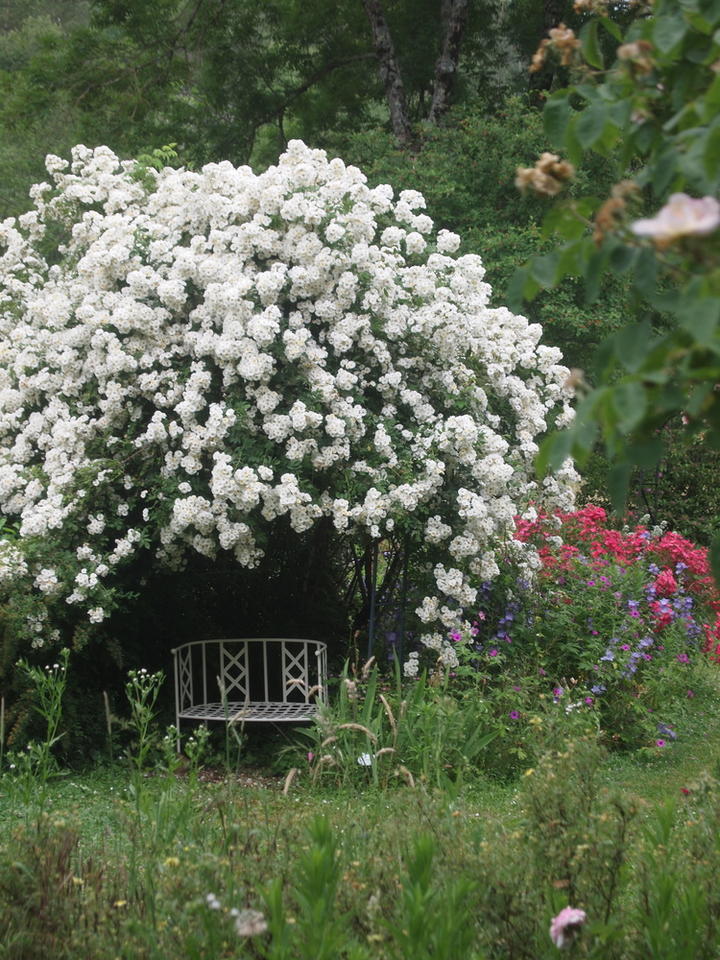 Roseraie de Berty (Largentière - Ardèche - France) Roseraie de Berty (Largentière - Ardèche - France)