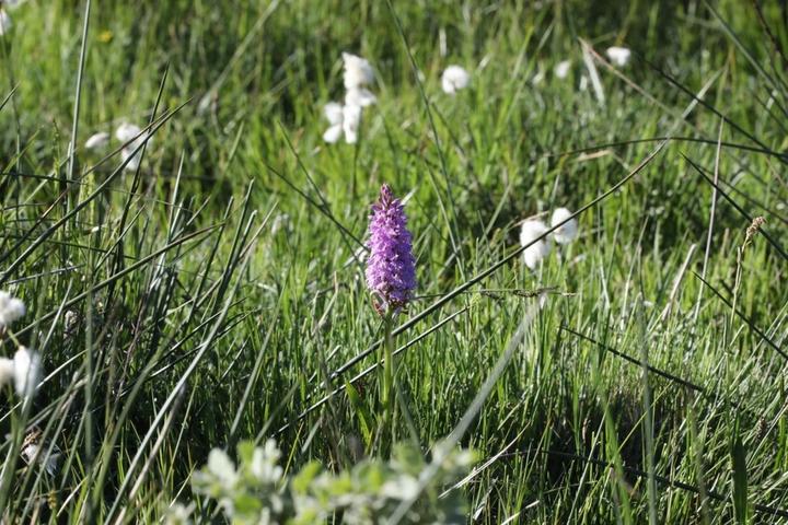 Burzet - Flore de la tourbière ©o.mathis Burzet - Flore de la tourbière ©o.mathis