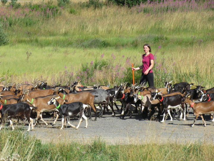 Troupeau de chèvres