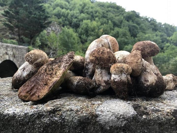 Récolte de cèpes autour de la rivière...