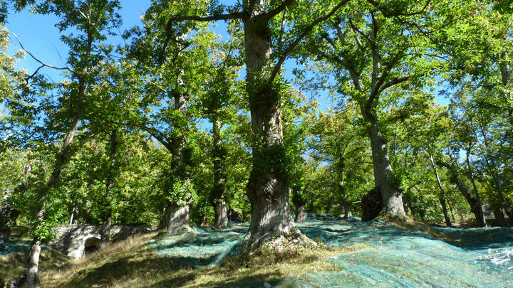 Chataigneraie Laval d'Aurelle