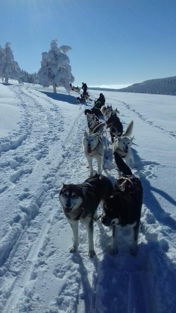 act_animnature_chienstraineau_lesestables