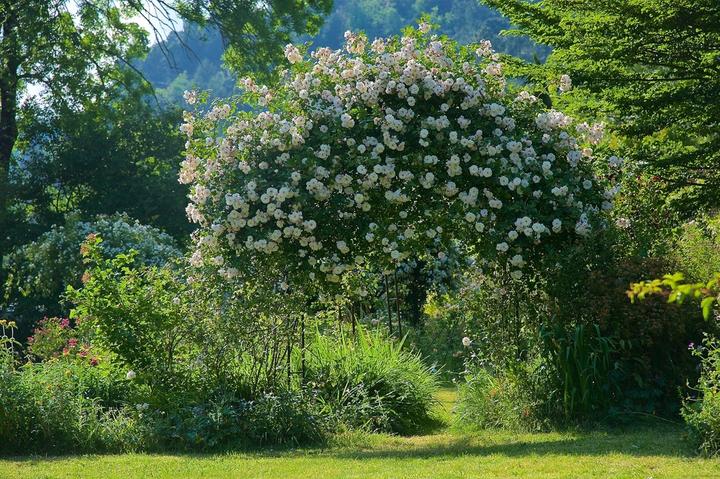 Roseraie de Berty (Largentière - Ardèche - France) Roseraie de Berty (Largentière - Ardèche - France)