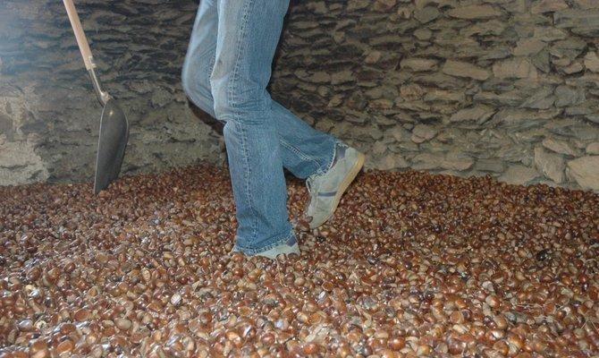 chataignes l'aulne d'alune chataignes l'aulne d'alune