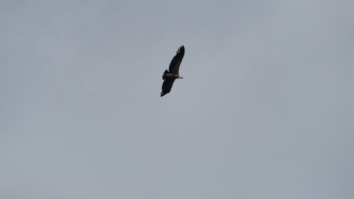 Vautour Fauve de passage vers le Tanargue