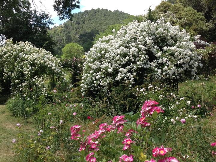 Roseraie de Berty (Largentière - Ardèche - France) Roseraie de Berty (Largentière - Ardèche - France)