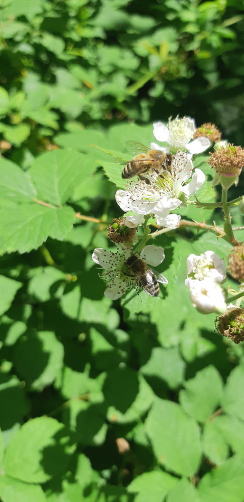 abeille qui butine en montagne d'ardeche Miel du tanargues