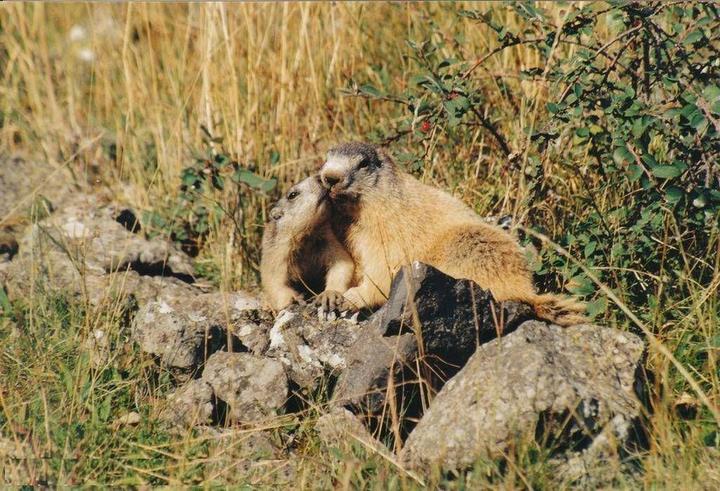 Au centre du volcan des CUZETS
Un moment s'impose pour admirer les marmottes