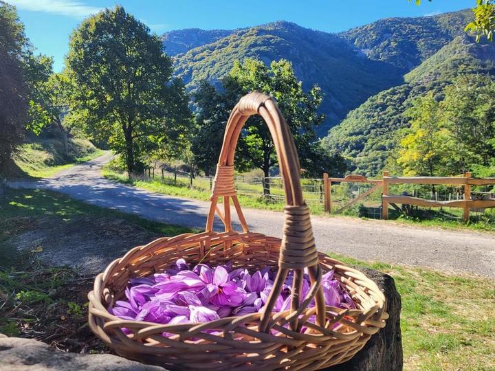 Séjour en pleine nature.
Culture du Safran