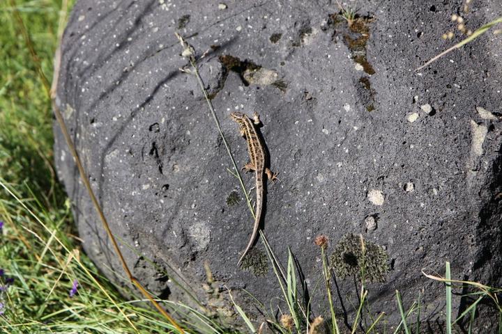 Burzet - Lézard de la tourbière ©o.mathis Burzet - Lézard de la tourbière ©o.mathis
