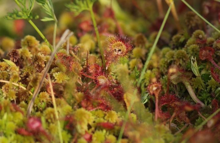 Burzet - Droséras dans la tourbière ©o.mathis Burzet - Droséras dans la tourbière ©o.mathis