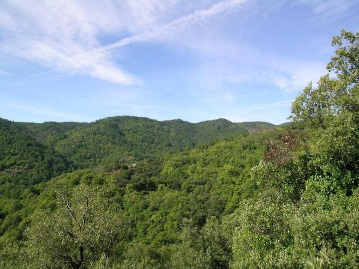 Vue sur la châtaigneraie
