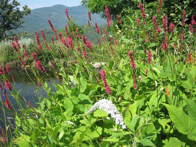 jardin_de_nelly3 jardin_de_nelly