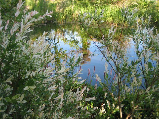 jardin_de_nelly4 jardin_de_nelly