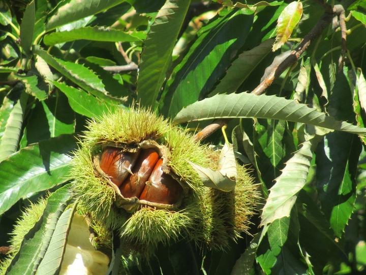Gite Parc de la Brugière - Joannas (Ardèche) Gite Parc de la Brugière - Joannas (Ardèche)