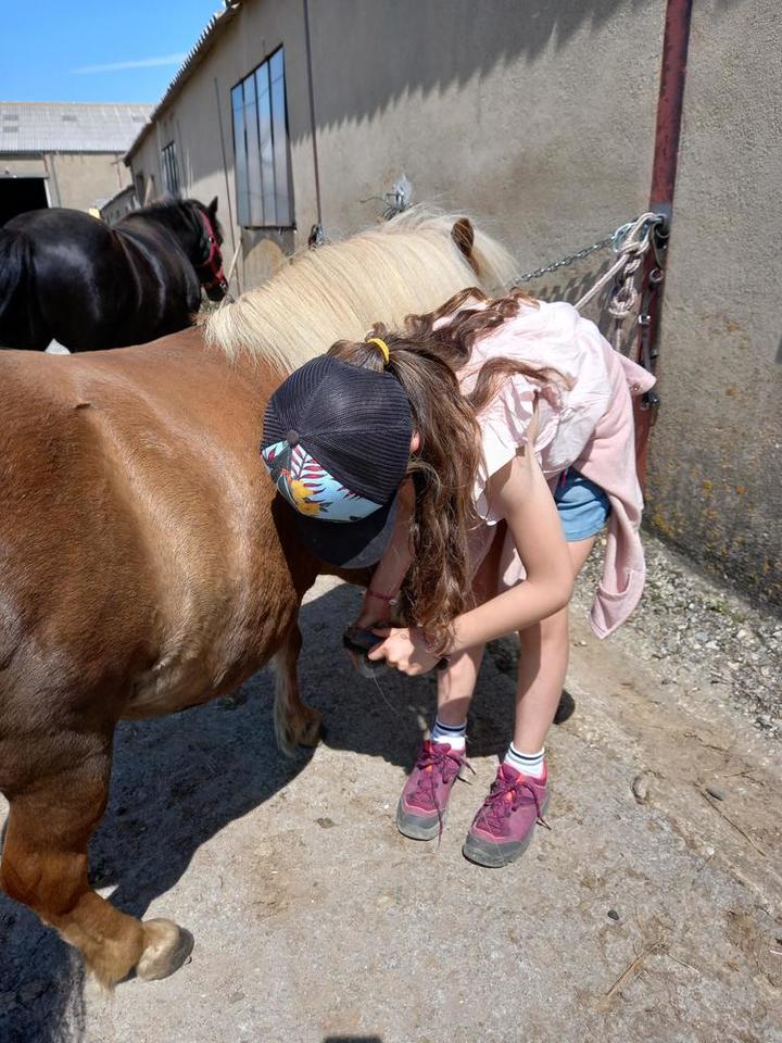 Soins aux poneys Soins aux poneys