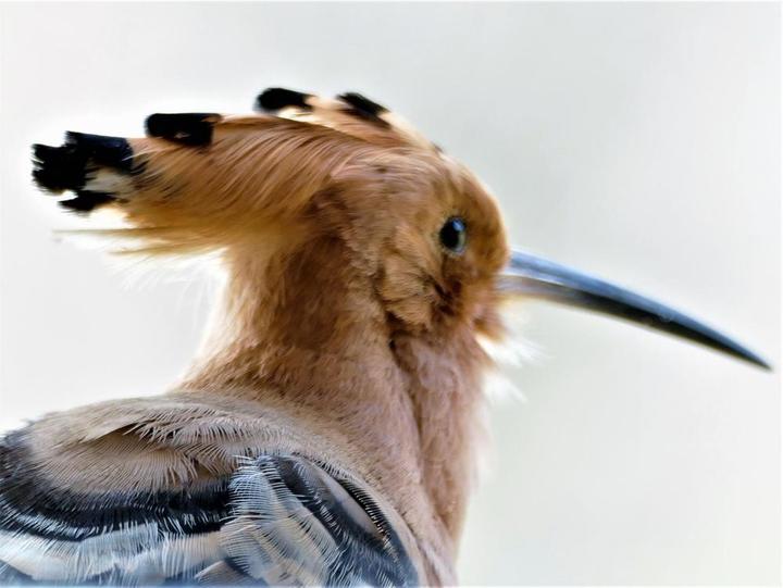 La Huppe en visite au Côquou