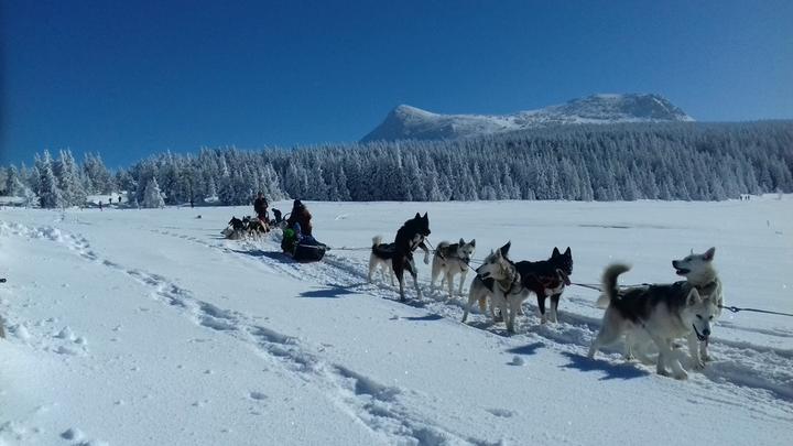 act_animnature_chienstraineau_lesestables