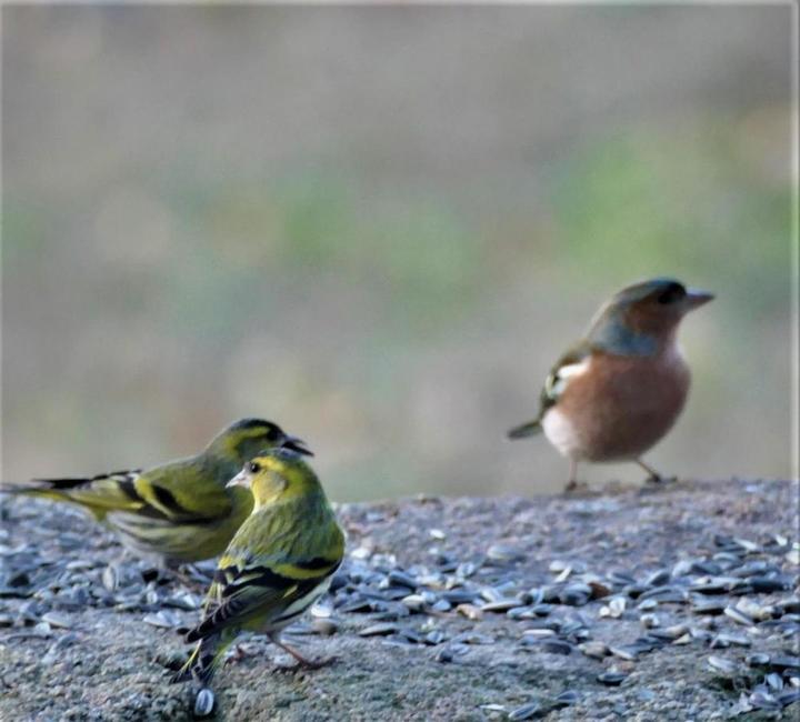 Tarin des Aulnes et Pinson des Arbres au Côquou