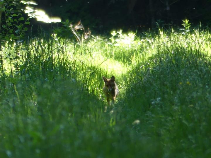 Face à face tranquille avec le renard ©S.MICHAUD Face à face tranquille avec le renard ©S.MICHAUD