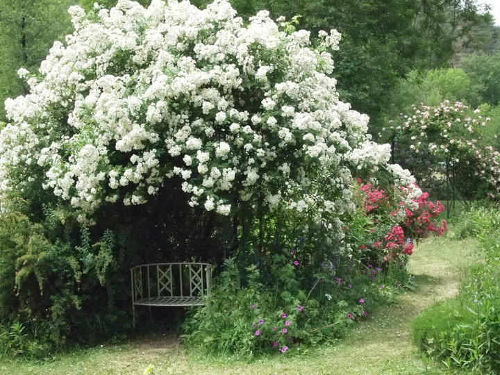 Roseraie de Berty (Largentière - Ardèche - France) Roseraie de Berty (Largentière - Ardèche - France)